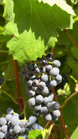 a bunch of grapes hanging on a vine in a vineyard