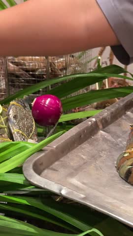 A chef places large lobsters on a tray for cooking at a restaurant