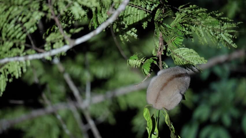 Slow Loris primate on a tree eating parkia speciosa fruit	