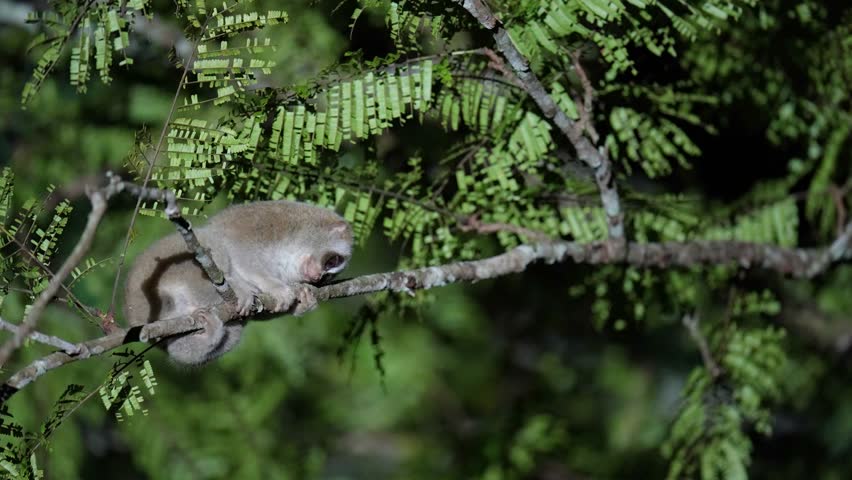 Slow Loris primate on a tree	