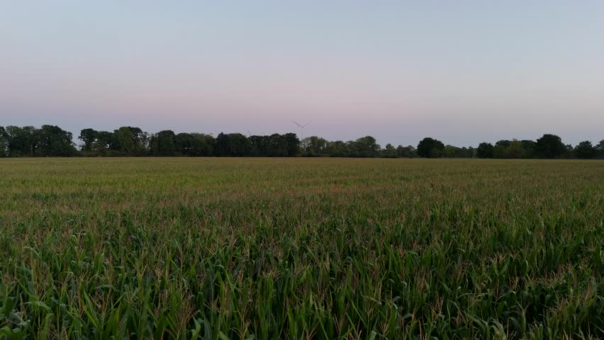 Drone flight over growing maize plants on agricultural field during early morning. Fpv low speed shot. Dawn scene in America in countryside. Crop and Corns.