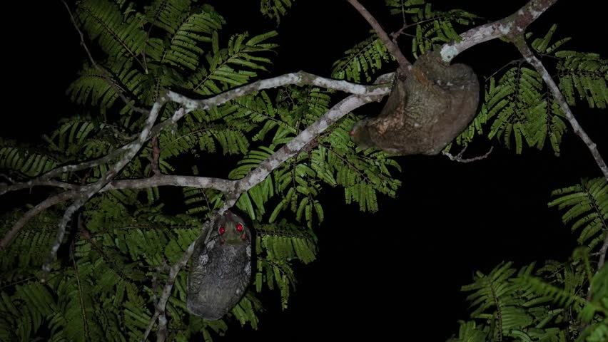 Slow Loris primate on a tree	