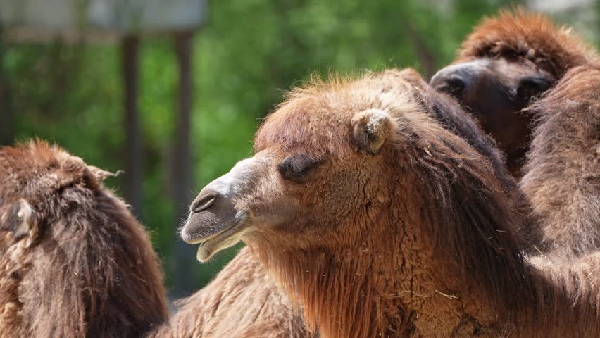 The Bactrian camel, Camelus bactrianus is a large, even-toed ungulate native to the steppes of Central Asia. The Bactrian camel has two humps on its back