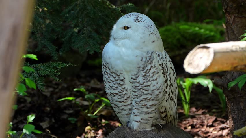 Snowy owl, Bubo scandiacus, bird of the Strigidae family. With a yellow eye