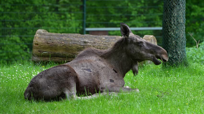 The moose or elk, Alces alces is the largest extant species in the deer family. Moose are distinguished by the broad, flat, or palmate antlers of the males.
