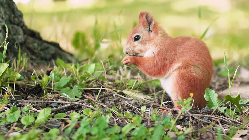 A small squirrel forages for food in a vibrant park, exploring the ground filled with greenery while basking in warm sunlight. The playful creature showcases natural curiosity and agility