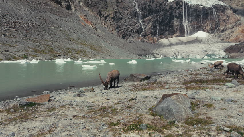 Ibex grazing near Fellaria Glacier lake with mountains in background