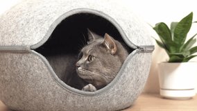 Gray cat resting inside a cozy felt pet house with a green plant in the background. - Powered by Shutterstock - Get 15% off with code: PIKWIZARD15