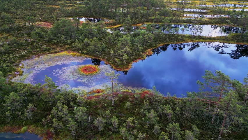 Wide aerial view of Viru Bog in autumn shows moss spread through wetlands and pine trees along calm bog lakes creating a northern scene with colorful peaceful atmosphere.