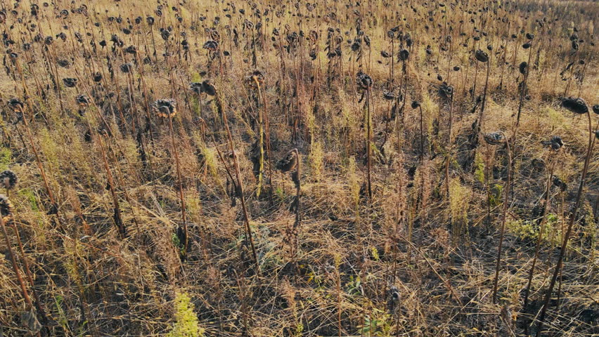 Drone view of withered sunflowers in late autumn field, rural decline and environmental neglect