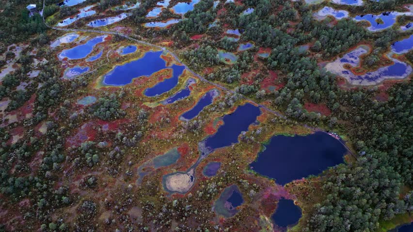 Viru Bog glows in autumn as colorful moss carpets the wetland floor while tall pine trees rise above reflective bog lakes creating a peaceful northern landscape seen from the drone view.