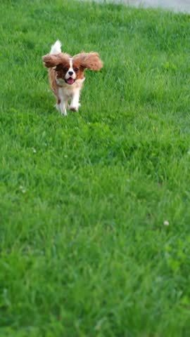 King Charles Spaniel dog runs fast across meadow. Small pet participates in competitive race. Running dog concept
