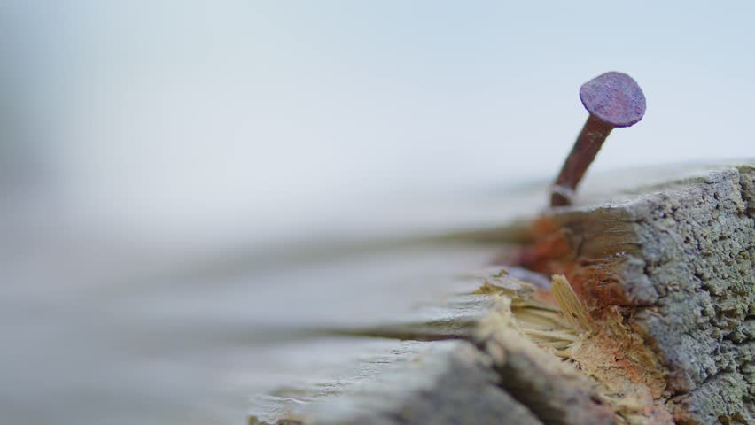 Close-up macro view of a rusty nail embedded in a dry weathered tree trunk.