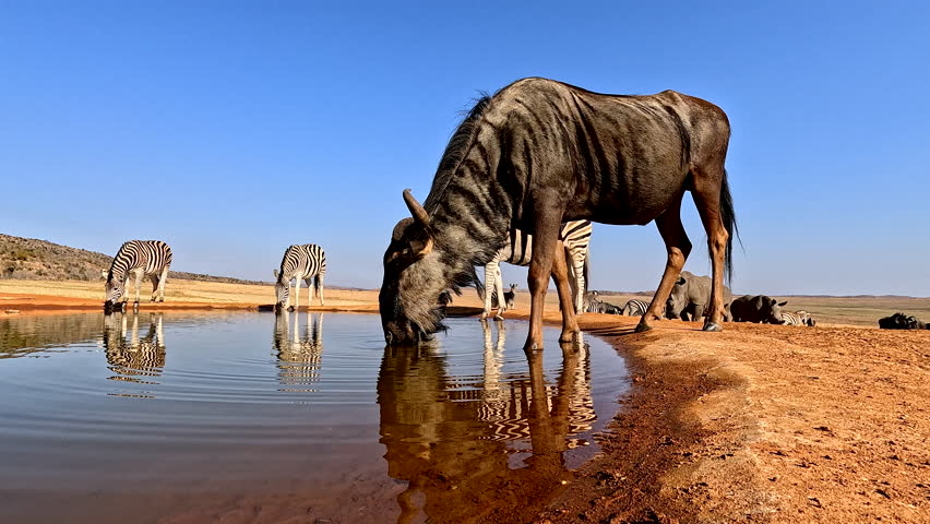 Brindled gnu wildebeest startled as it drinks water from waterhole, low POV