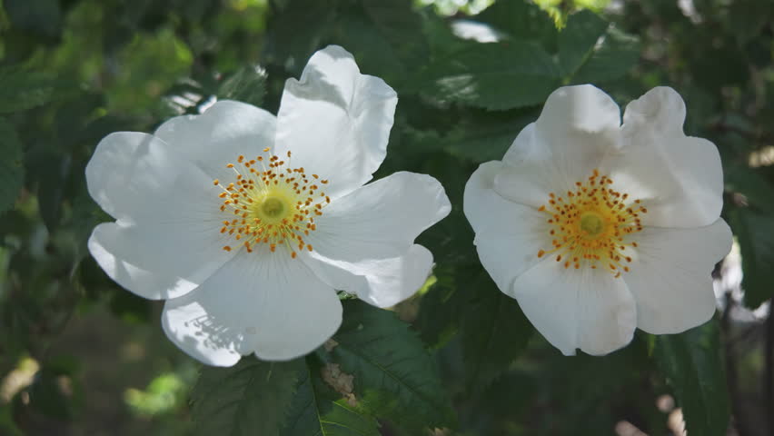 Two white flowers of Small-leaved sweet briar, Rosa agrestis sway in the breeze on a sunny spring day, close-up