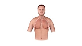 3d illustartion man torso anatomy with lungs, trachea, ribs and respiratory system organs, medical illustration for healthcare and education - Powered by Shutterstock - Get 15% off with code: PIKWIZARD15
