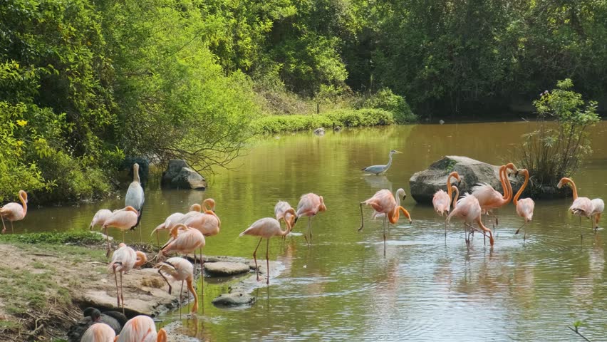Group of pink flamingos wading and feeding in pond at lush safari park on Phu Quoc island, Vietnam. Biodiversity and wildlife observation. Tropical conservation and sustainable tourism in Asia