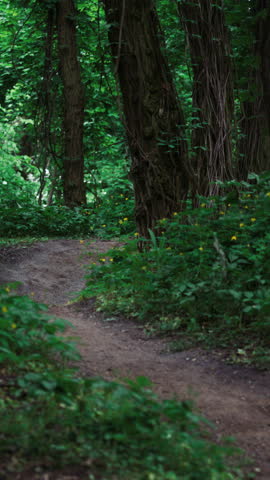 Male mountain biker in helmet performs wheelie on dirt trail. Dense forest with numerous trees and undergrowth indicate active outdoor pursuit in nature
