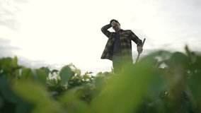 Farmer hoeing soybean farm at sunset. Silhouette farmer working with hoe soybean field. Dedicated agricultural worker maintaining soybean crops. Hoeing soybean plants on farm. Farmer laboring at dusk. - Powered by Shutterstock - Get 15% off with code: PIKWIZARD15