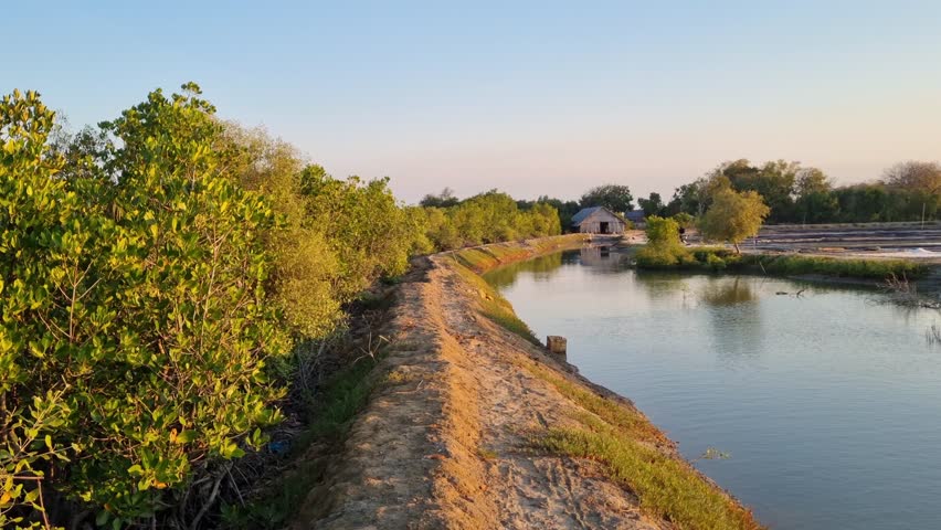 A row of mangrove trees on the riverbank near a salt pond in Pamekasan, Indonesia 