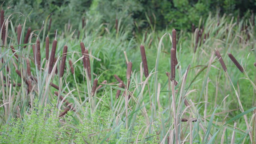 Video of a lush green marsh with tall reddish-brown cattails growing among tall thin grasses and lush green foliage.