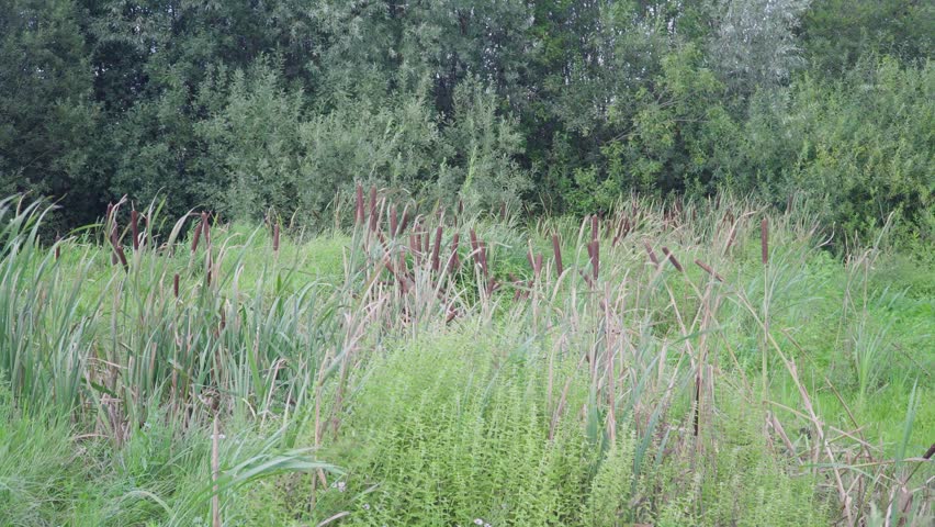Video of a lush green marsh with tall reddish-brown cattails growing among tall thin grasses and lush green foliage.