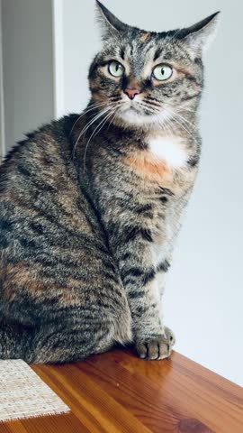 Captivating and Detailed Close-Up View of a Beautiful Cat with Its Striking Green Eyes. A stunning portrait of a cat with vibrant green eyes, showcasing its unique fur patterns and expression.