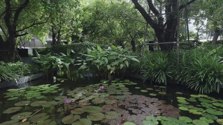 Lily Pad Pond Green Tree Outdoor Peaceful Nature Garden with Tranquil Water and Lush Foliage Park