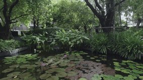 Lily Pad Pond Green Tree Outdoor Peaceful Nature Garden with Tranquil Water and Lush Foliage Park - Powered by Shutterstock - Get 15% off with code: PIKWIZARD15
