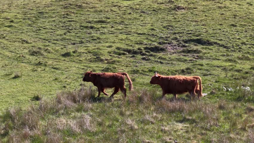 Aerial shot of Highland cows grazing in meadow, Scotland, United Kingdom