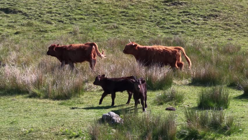 Aerial view of Highland cattle with calves in meadow, Scotland, United Kingdom