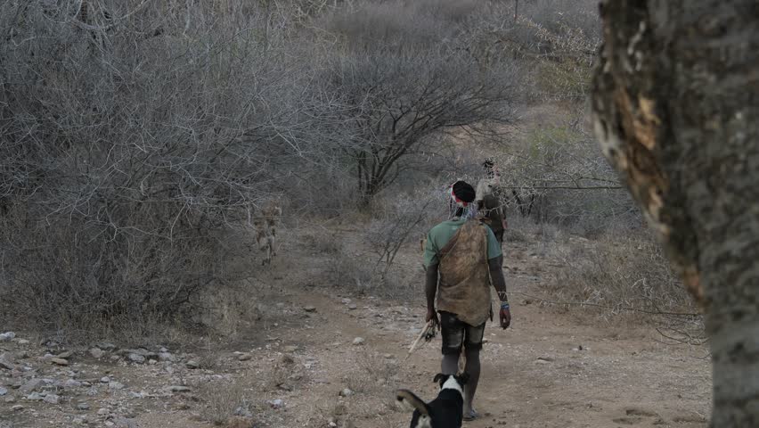 Unidentified Hadzabe bushmen with bow and arrows during hunting