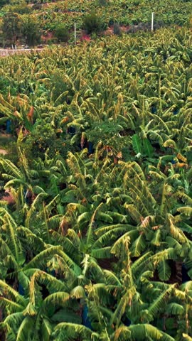 Flying over banana plantations with growing banana trees. Growing and cultivating bananas fruit trees. Agriculture and agronomy concept. Farm with green small trees. Vertical video