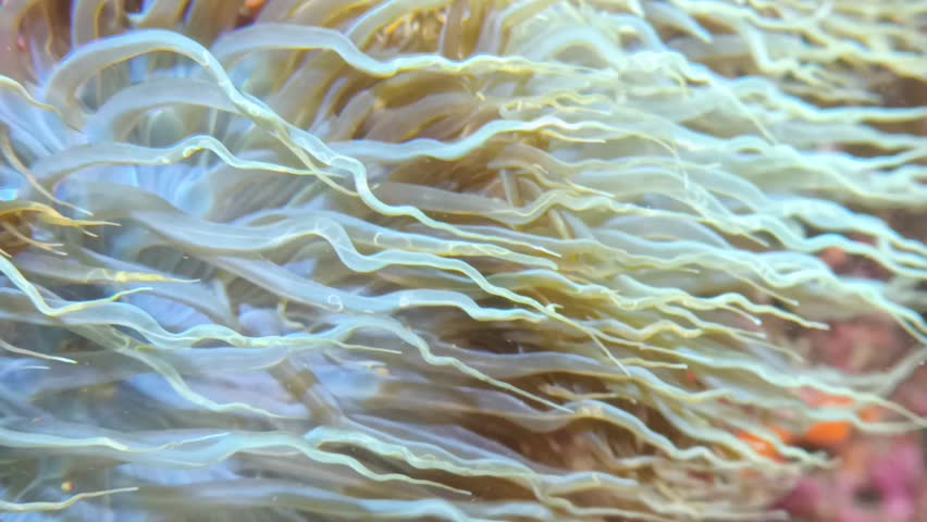 under water anemone macro video 