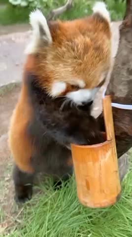 Cute Red Panda Eating Moment.