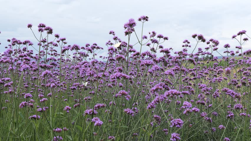 A field of vibrant purple verbena flowers swaying gently in the breeze under warm daylight