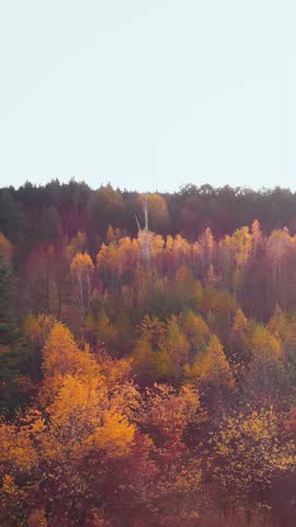 Picturesque autumn forest with yellow, green and red trees. Flying over colorful fall forest. Beautiful autumn landscape. Vertical video