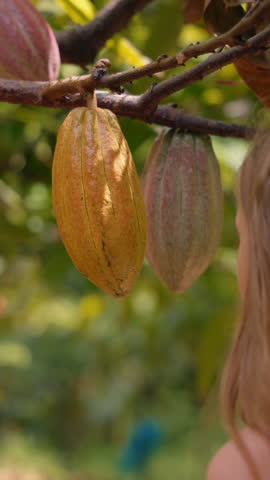 In a lush tropical environment, a young woman interacts with cacao pods, beautifully showcasing natures rich bounty