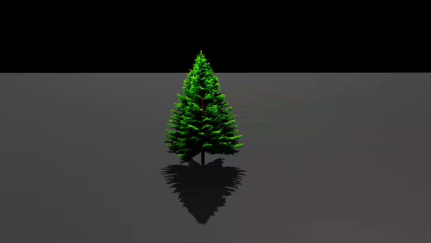 Pine tree are coniferous evergreen tree belonging to the genus 