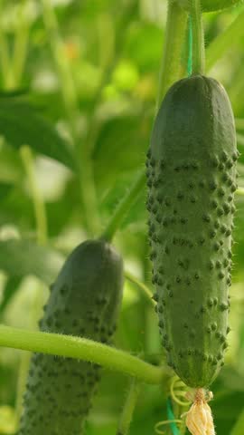 Cucumbers growing in hothouse, closeup. Nobody. Vertical footage