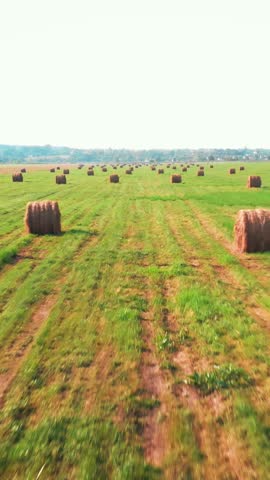 Haystacks lying on field with green grass. Hay rolls on large field. Haystacks on farming agricultural farm. Bales hay stacks. Vertical video