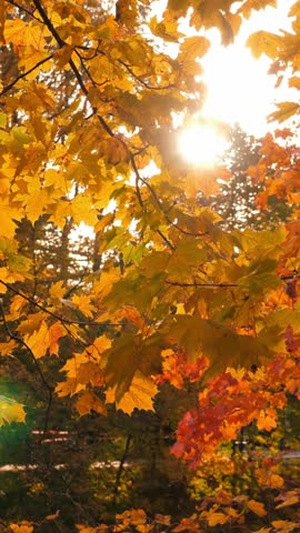 Autumn scene landscape with vibrant foliage on blue sky. Gold November. Vertical footage