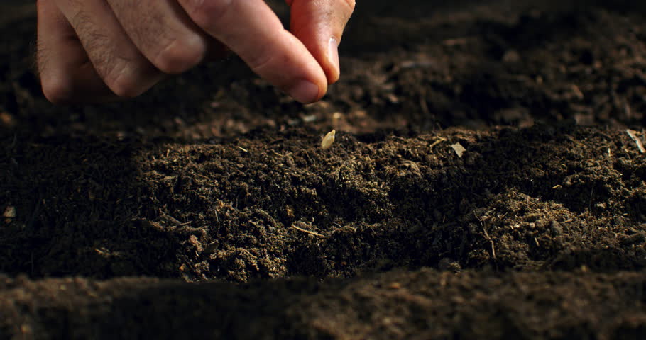 Super Slow Motion Close-Up Of Finger Planting Single Seed In Soil, Organic Farming And Gardening Concept With Earth, Growth, Food Cultivation And Sustainable Agriculture at 1000 fps