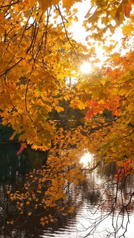Autumn scene landscape with vibrant foliage on blue sky. Gold November. Vertical footage