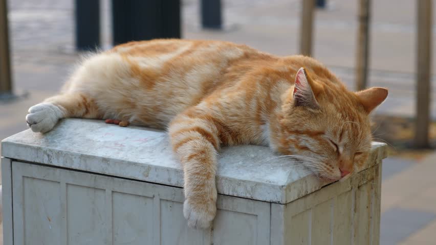 Wild Red cat sleeping outdoors. Closeup