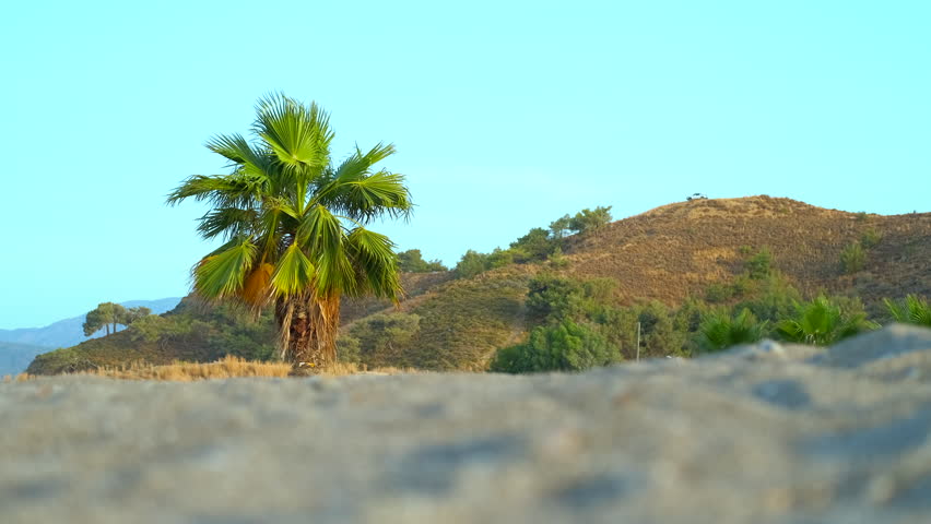 Large, healthy palm tree grows on a sandy beach, complemented by a picturesque hill in the background. The scene captures the essence of a tropical paradise, radiating tranquility and beauty
