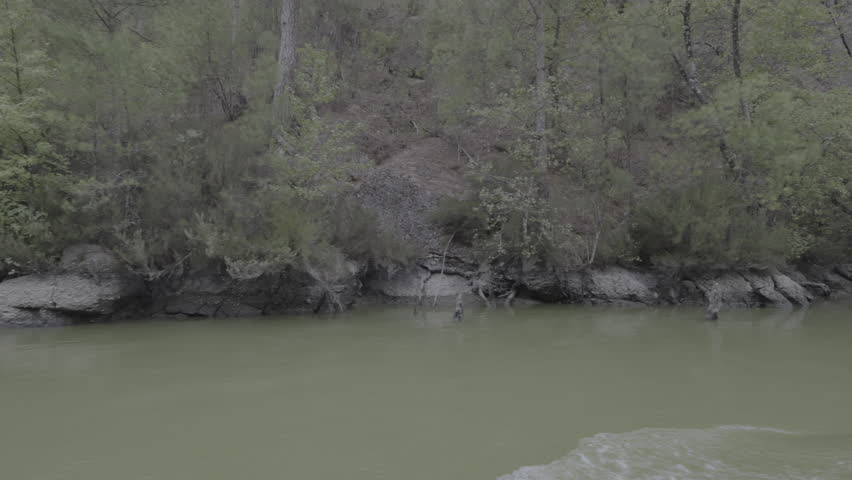 Journey through the forest with magnificent green trees and an incredibly beautiful river.