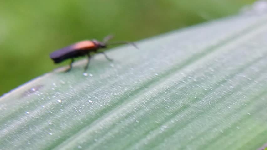 net-winged beetle (lycidae), triangular head and long, thick, serrated antennae perched on leaves with a blurred background