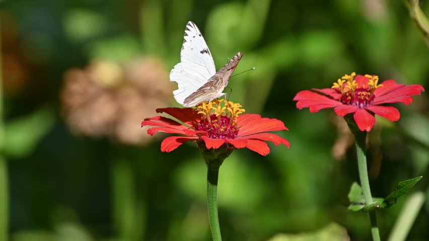 Butterfly on the flower soft as the breeze of the wind