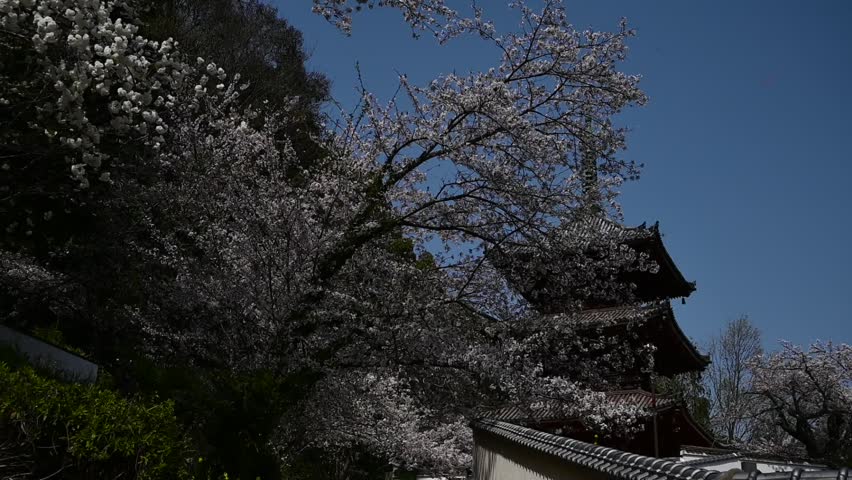Three-story pagoda at Saikokuji Temple in spring when cherry blossoms bloom (Onomichi, Hiroshima, April, 2025)